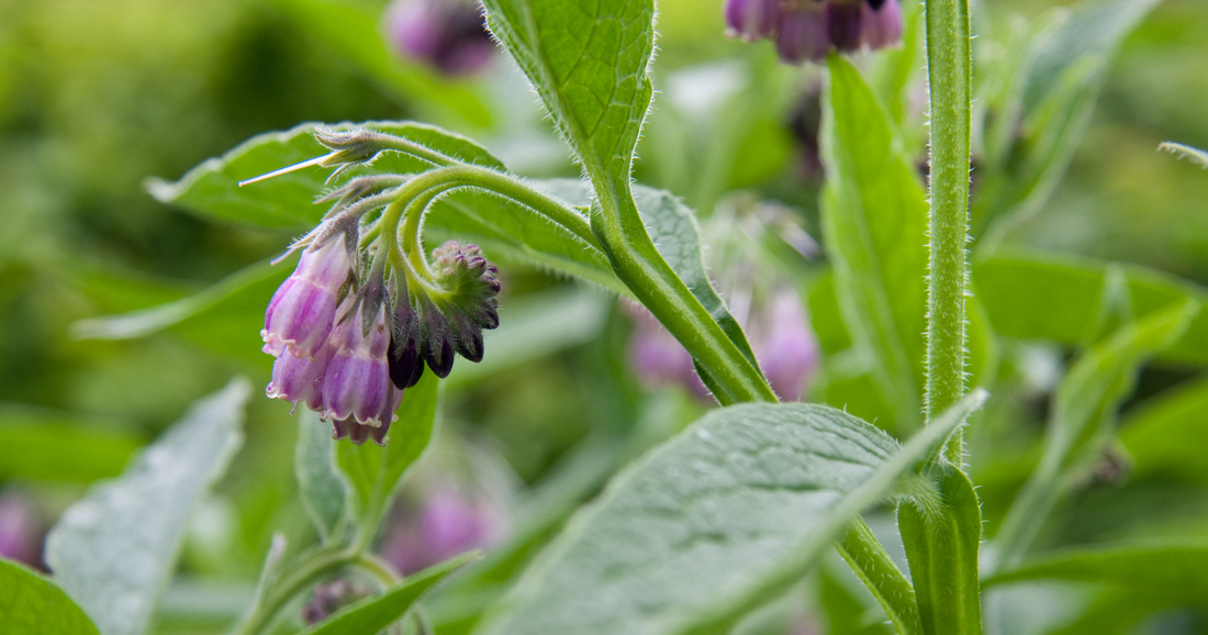 The Truth About Comfrey: Debunking Misconceptions