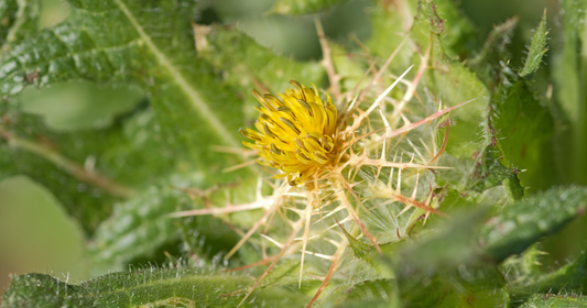 Blessed Thistle – The Bitter Herb with Big Benefits for Digestion, Detox & Milk Supply