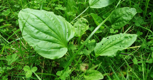 Herbal Spotlight: Plantain - Nature's First Aid Leaf You'll Want in Your Backyard