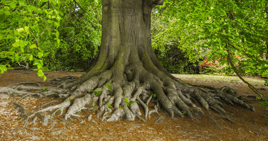 Getting to the Root: Why True Healing Means More Than Just Treating Symptoms