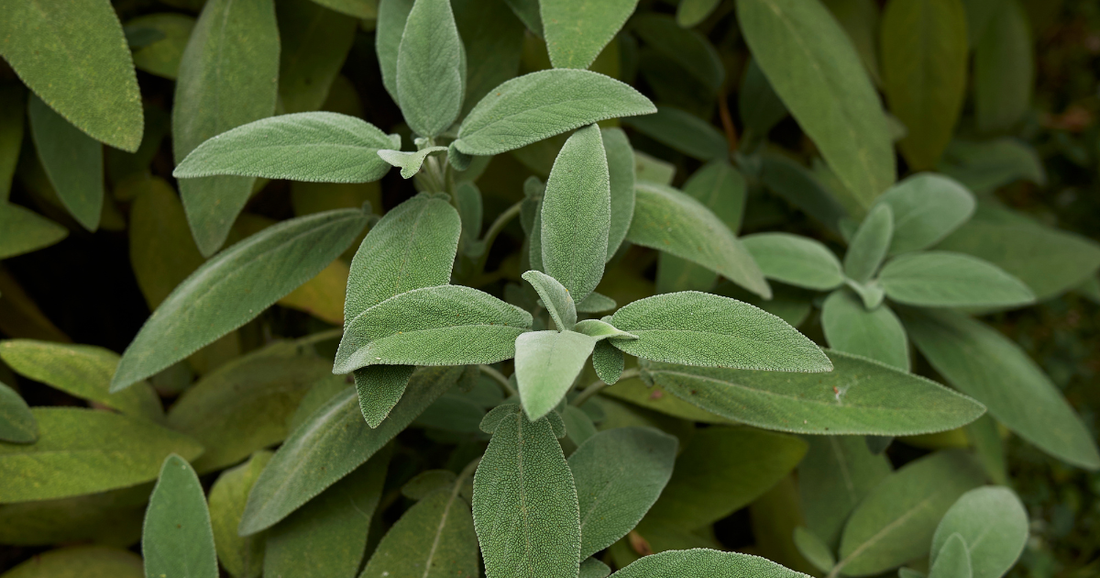 Sage: The Everyday Kitchen Herb With a Remarkable Medicinal History