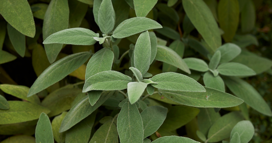 Sage: The Everyday Kitchen Herb With a Remarkable Medicinal History
