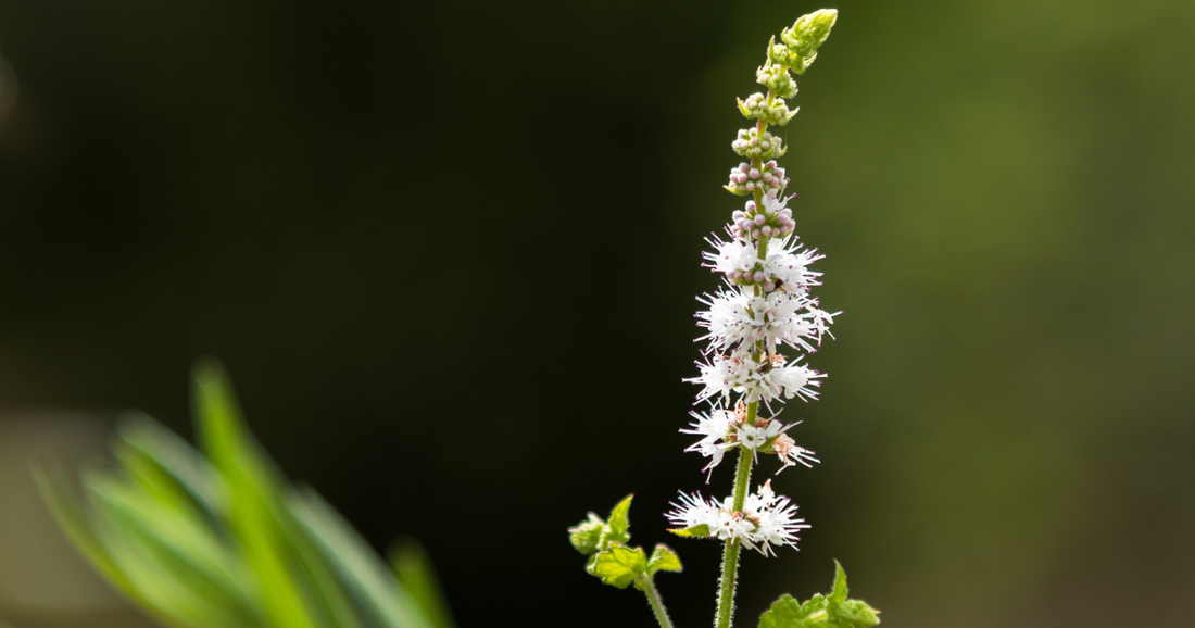 Black Cohosh: An Herbal Spotlight