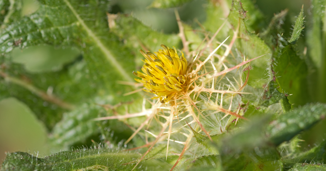 Blessed Thistle – The Bitter Herb with Big Benefits for Digestion, Detox & Milk Supply