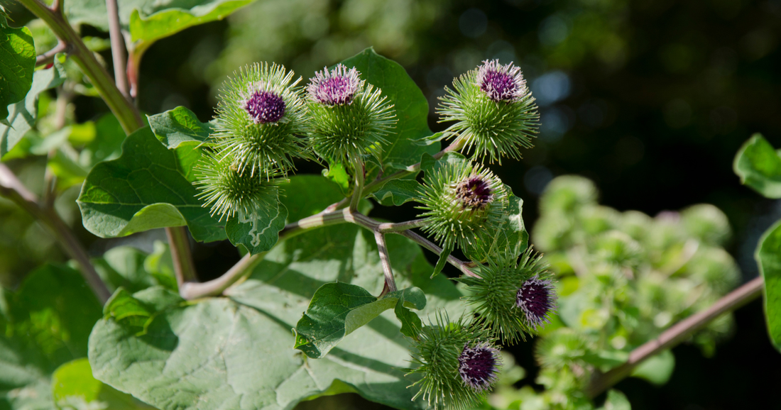 Burdock Root: The Forgotten Food and Herbal Medicine Growing Right Under Our Feet
