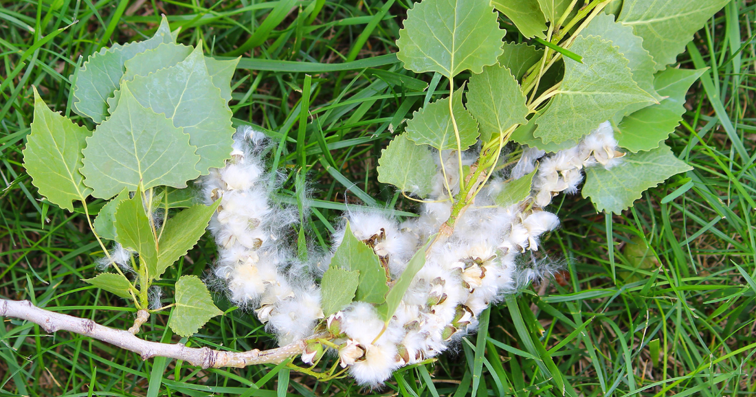 Cottonwood: Nature’s Pain-Relieving Resin (An Overlooked Herbal Ally)