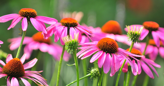 Herbal Spotlight: Echinacea – Nature’s Immune System Guardian