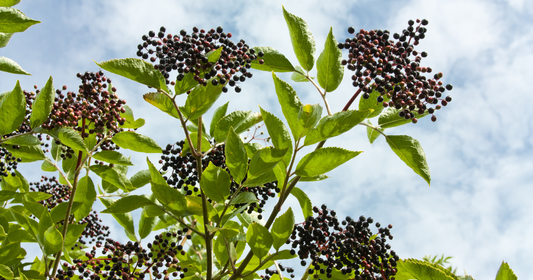 Herbal Spotlight: Elderberry — Nature’s Cold & Flu Ally