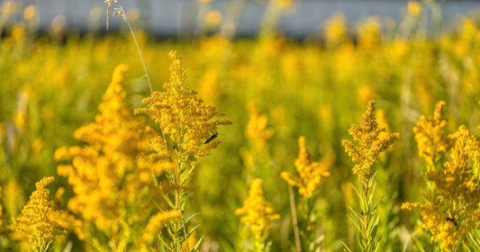 Goldenrod: The Fall Herb Everyone Blames for Allergies