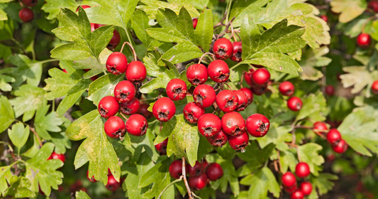 Hawthorn: The Herb With a Centuries-Old Connection to the Heart
