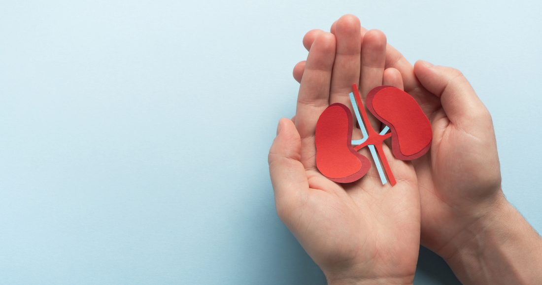 Understanding Kidney Health: Root Causes, Nutrition & the Best Herbs for Support