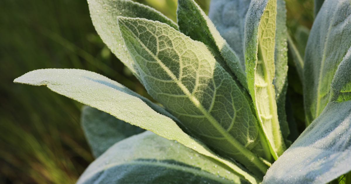 Mullein: The Overlooked Herb for Lung, Lymphatic & Glandular Support ...