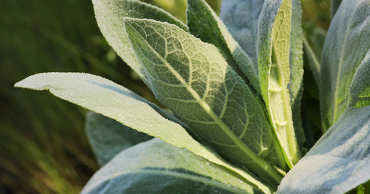 Mullein: The Overlooked Herb for Lung, Lymphatic & Glandular Support
