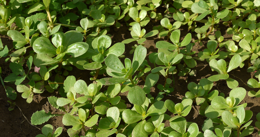 Herbal Spotlight: Purslane - The Underrated Superfood Growing in Your Backyard