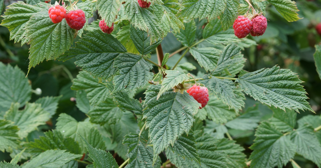 Red Raspberry Leaf: More Than Just a Pregnancy Herb