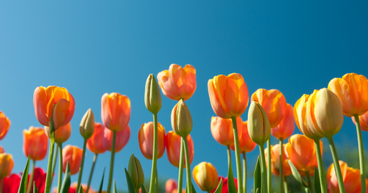 Spring Cleansing: Detox Your Body and Mind for a Fresh Start