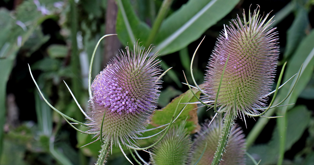 Teasel Root: The Deep-Tissue Herb for Stagnation, Circulation & Traditional Healing